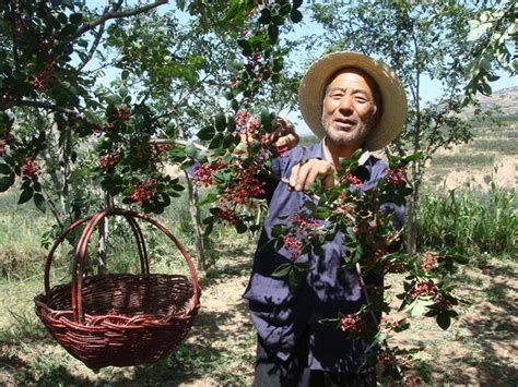 西北甘肃老家摘花椒，农民致富全靠它 - 每日头条