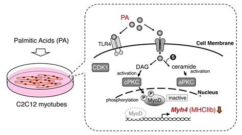 Palmitic Acid Inhibits Myogenic Activity and Expression of Myosin Heavy ...