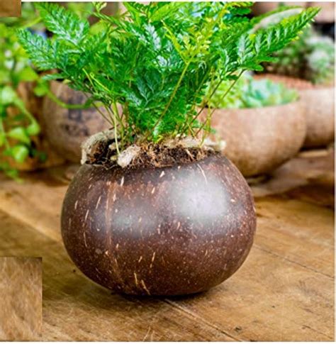 Hand Made Coconut Shell Planter | Indoor| Outdoor | Flower Pot |Balcony ...