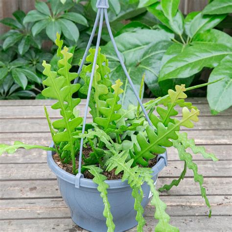 Fishbone Cactus – Vandermeer Nursery Ltd