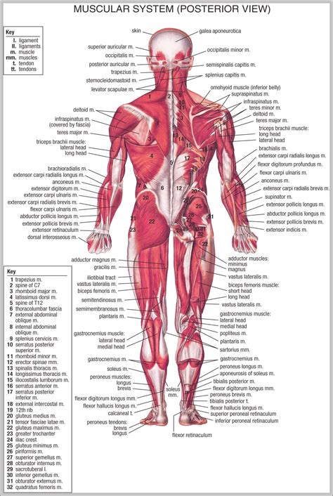 Muscular System Parts Image – Anatomy System – Human Body Anatomy ...