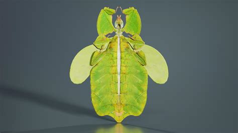 Walking Leaf Phylliidae Leaf Insect - 3D Model by Polygonal Miniatures