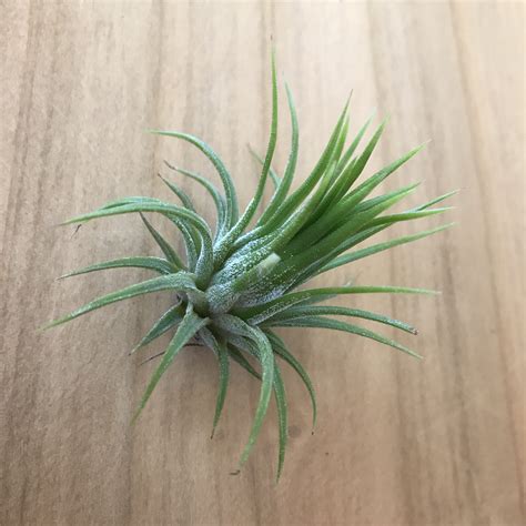 Air Plant - Tillandsia ionantha 'Fuego' (One Plant) | Little Prince To Go