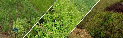 GR-MAPs | Online Genomics Resource for Medicinal and Aromatic Plants