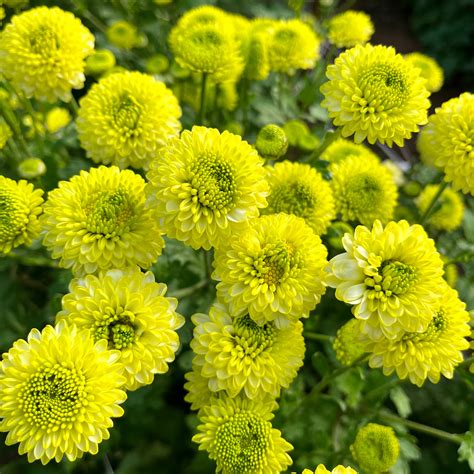 Heirloom Chrysanthemum 'Kermit' – 3 Porch Farm