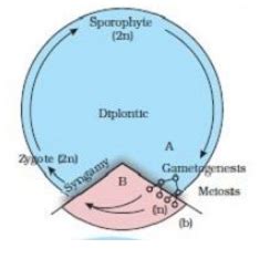 What is alternation of generation?Explain it with an example and a ...