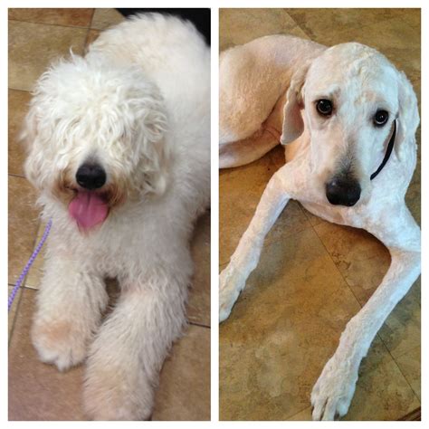 types of goldendoodle haircuts - Google Search | Dog haircuts ...