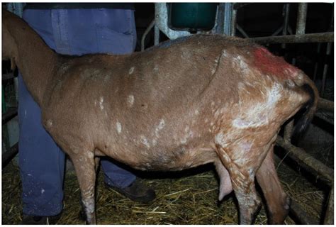 Concurrent Chorioptic Mange and Dermatophytosis in Dairy Goats: A Case ...