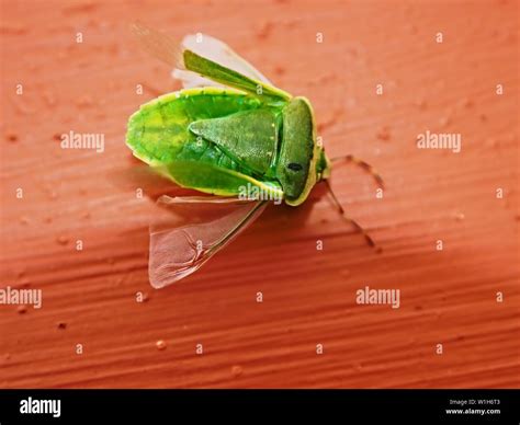Lime Green Bugs With Wings