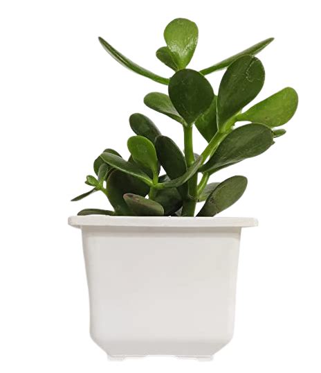 Exquisite Combo of Monestra, ZZ Plant, Ovata Crassula – Gardengram