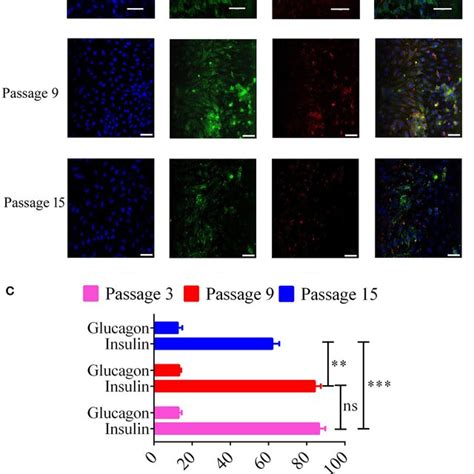 Image result for Beta Cell Structure