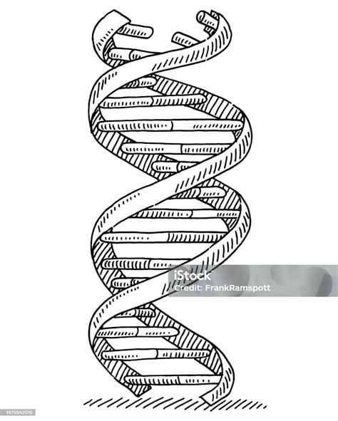 Image result for DNA Complementary Strand Drawing