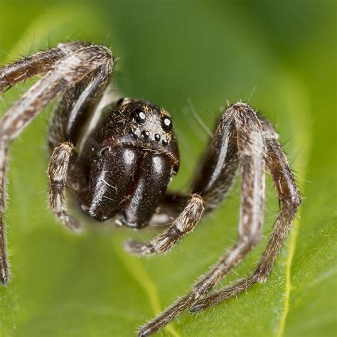Are Wolf Spiders Poisonous To Animals at Amy Peters blog