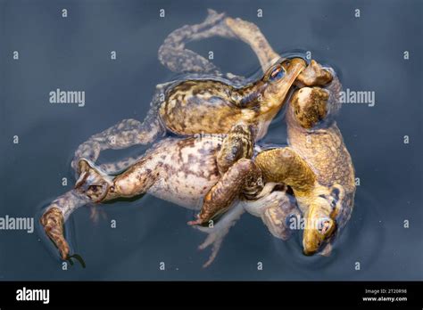 Toad Killing Toad 的图像结果