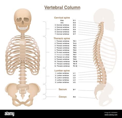 Vertebral Column And Ribs