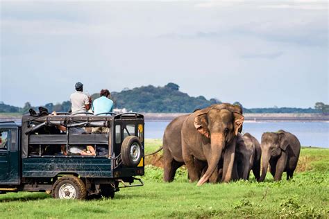 Yala National Park Safari from Ella - Book Online at Civitatis.com