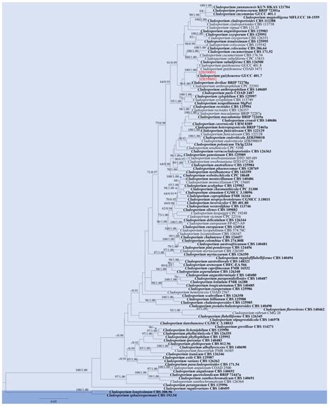 Characterization of Fungal Pathogens Causing Blueberry Fruit Rot ...
