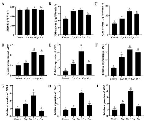 Exploring the Biocontrol Potential of Phanerochaete chrysosporium ...