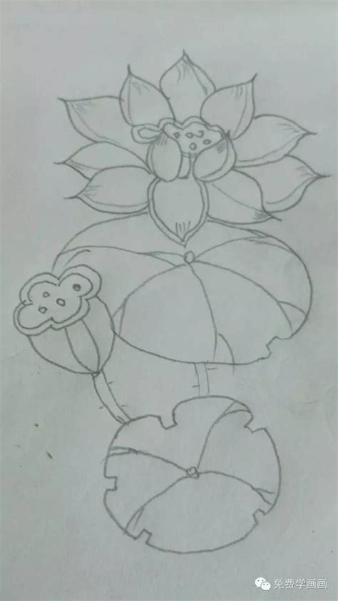 【作业点评2】我亲手画的莲花，你不想学会吗