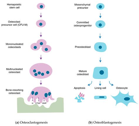 Osteoblast Osteocyte A And Osteoclast B JCI Osteoblast Derived PTHrP