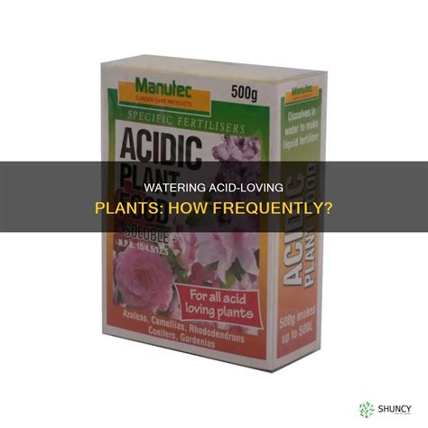 Watering Acid-Loving Plants: How Frequently? | ShunCy