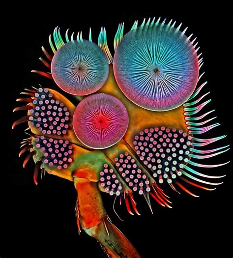 The most incredible microscope images of 2016 reveal a beautiful, hidden universe | Microscopic ...