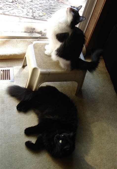 Home | Safe Haven Animal Rescue