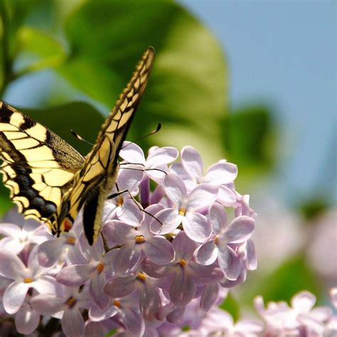 Spring Butterfly Wallpapers - Top Free Spring Butterfly Backgrounds - WallpaperAccess