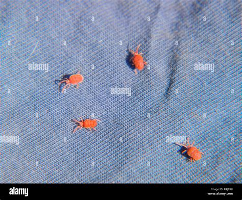 Close up macro Red velvet mite or Trombidiidae, Red velvet mite Stock ...