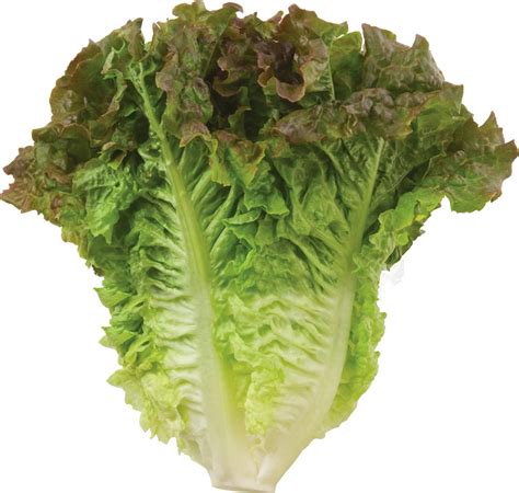 Crisp Lettuce Types at Norman Rose blog