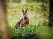 Image result for Snowshoe Hare Feet