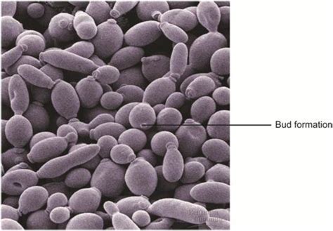 Image result for Reproduction Class 10 Videos