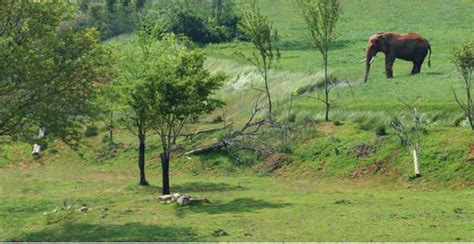 ZooLex Image - Grasses