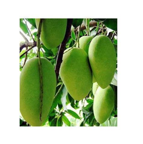 Plants Villa Live Sindhri/Sundari mango/Aam Fruit Plant With Pot ...