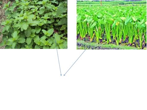 Image result for 8 Standard Science First First Lesson One Word