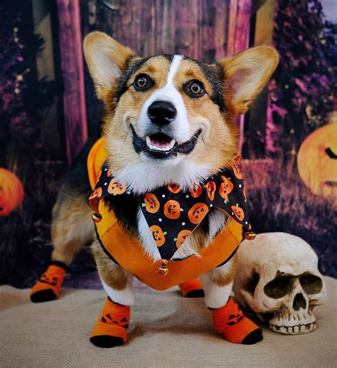 Corgi Dog Halloween Costume|Corgi Dog Halloween Costumes|Corgi ...