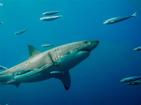 Image result for Shark vs Python