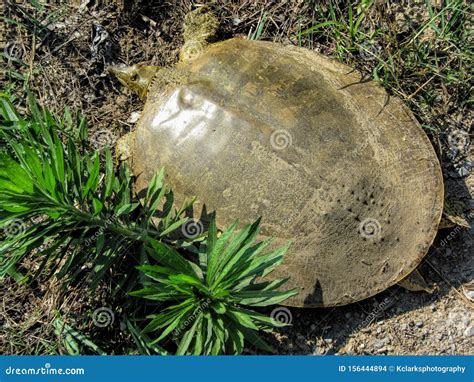 Florida Soft Shell Turtle Details - Apalone Ferox Stock Photo - Image ...