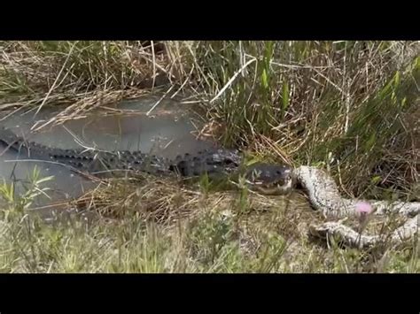 Image result for Crocodile Exploding