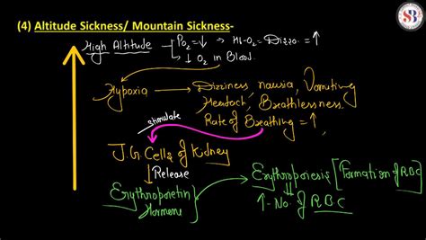 Transport of Gases in Human Body during Respiration