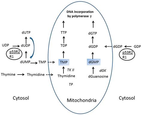 Nucleotide Salvage Deficiencies, DNA Damage and Neurodegeneration