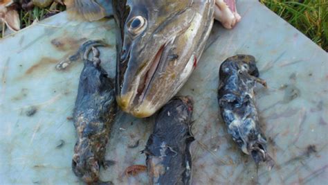 Predator: Rodent-Eating Trout