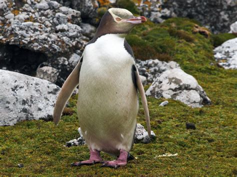Yellow-eyed Penguin - eBird - habitat of yellow eyed penguin