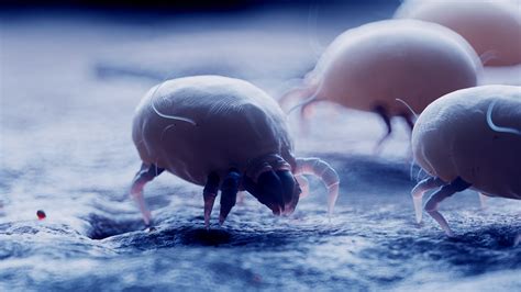7 proven tips for reducing dust mites in your mattress, pillows and bed sheets | Tom's Guide
