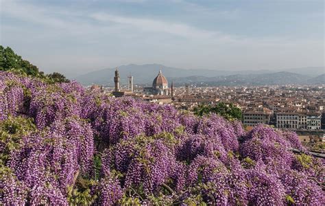 National Flower Of Florence Italy | Best Flower Site