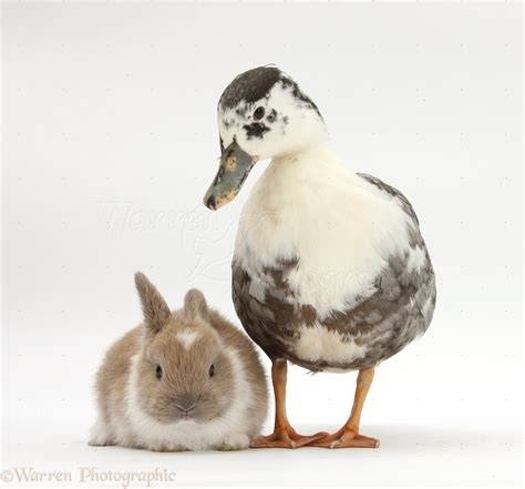 Baby Ducks And Bunnies