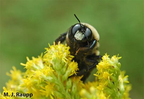 Carpenter Bee Larvae Carpenter Bee Tunnel And Development