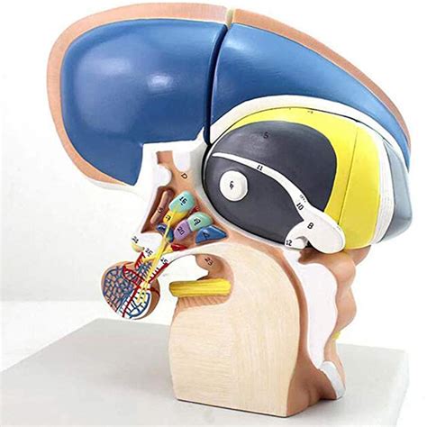 Fsff Human Ventricular Basal Nucleus Model Three Times Neuro Anatomy ...