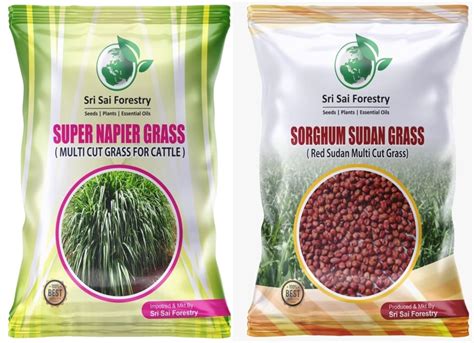 SRI SAI FORESTRY Super Napier & Sorghum Sudan Grass Seeds (100g Each ...