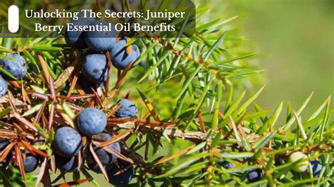 Unlock The Ancient Medicinal Uses Of Juniper Berries